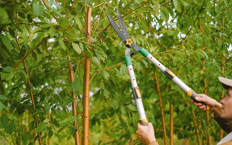Tree trimming in Ellenboro, WV
